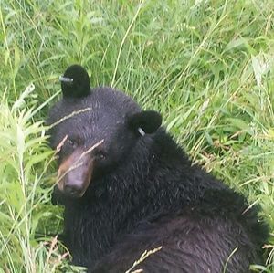 Meet your Posher, Wendi